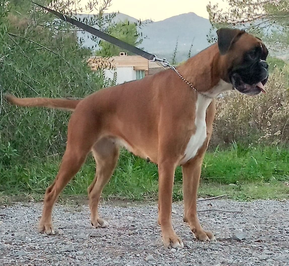 Shakira du Clos de L'Escaladieu